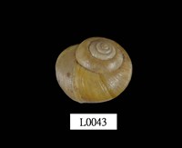 藏品(球蝸牛)的圖片